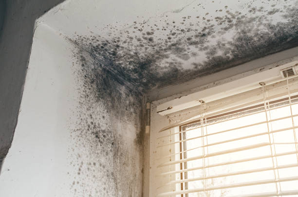 Affordable Mold Cleanup solutions in Galeton, CO